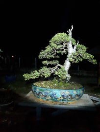 Hải sơn tùng