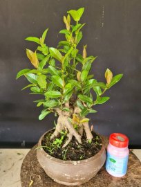 Trang sen lùn lực h23 24