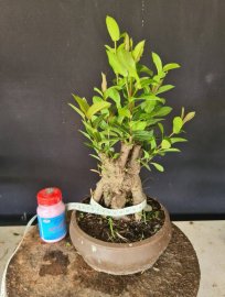 Trang sen lùn lực h23 24