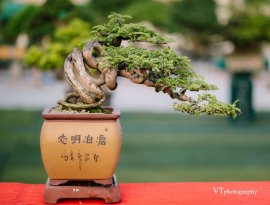 Me bonsai mini