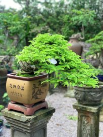 Me bonsai mini