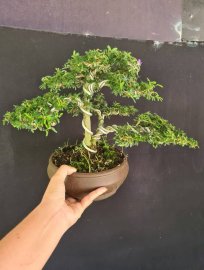 Cặp linh sam 86 đang bung hoa 700k bao ship