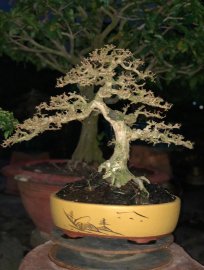 Bonsai