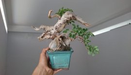 Găng mini lủa zin...