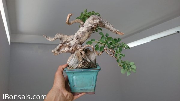 Găng mini lủa zin...