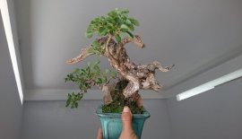 Găng mini lủa zin...