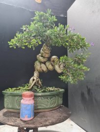 Giao lưu 2 cây linh san siêu hoa lắc thân quái