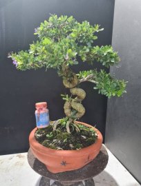 Giao lưu 2 cây linh san siêu hoa lắc thân quái