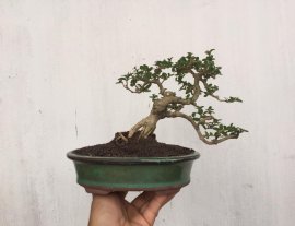 Gl ae sam hương 550k bao síp