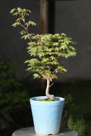Phong lá quạt Japan