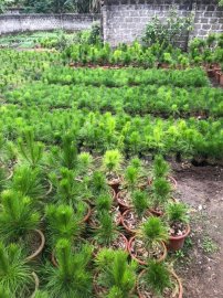 Thông nhựa 2 lá giống rất nhiều
