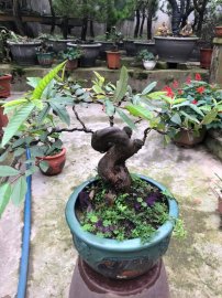 Ổi găng bonsai