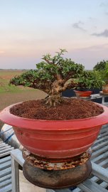 Mai chiếu thủy lá trung H14 C15