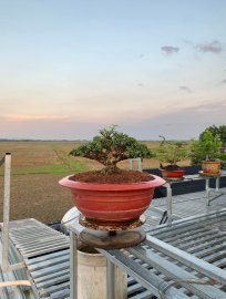 Mai chiếu thủy lá trung H14 C15