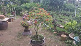 Mẫu đơn đỏ giao lưu cả nhà
