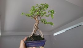 Mai chiếu thuỷ ghép bông kép...