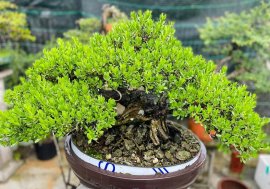 Tác phẩm Hải Sơn Tùng lùn lực cây tầm trung