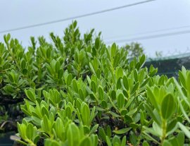 Tác phẩm Hải Sơn Tùng lùn lực cây tầm trung