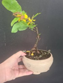 3 cây mai đại lộc mini, 300k bao ship ạ