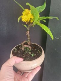 3 cây mai đại lộc mini, 300k bao ship ạ