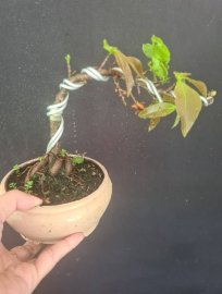 3 cây mai đại lộc mini, 300k bao ship ạ