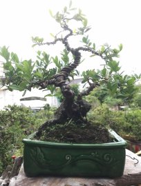 Hải Châu giá 1686K ạ