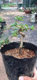 Trà phúc kiến