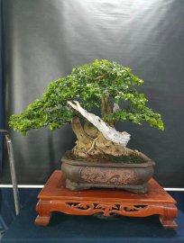Mời ace vào xem live tối nay nhé!