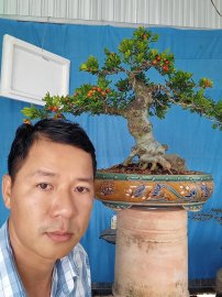 Gl ace cây Ngâu