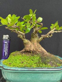 Gl ae cây Hải châu mini lùn lực