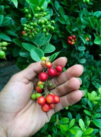 Gl ae cây Hải châu mini lùn lực