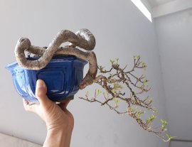 Hoa Giấy ghép tím Huế ( Vạn Hoa Lầu)...