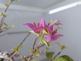Hoa Giấy ghép tím Huế ( Vạn Hoa Lầu)...