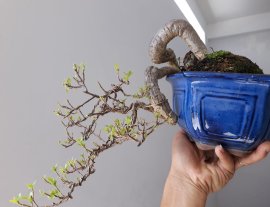 Hoa Giấy ghép tím Huế ( Vạn Hoa Lầu)...