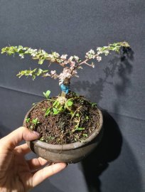 Combo 3 cây cần thăng đọt hồng để bàn