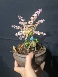 Combo 3 cây cần thăng đọt hồng để bàn