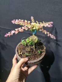 Combo 3 cây cần thăng đọt hồng để bàn