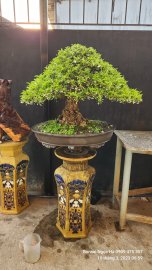 Mai chiếu thủy