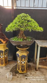 Mai chiếu thủy