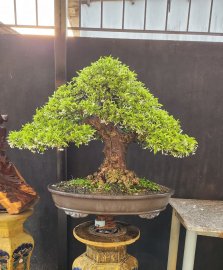 Mai chiếu thủy