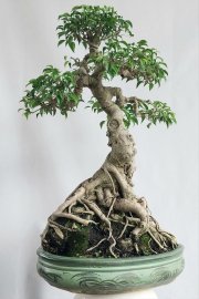 Cây sanh quê lá nhỏ Bình Định ôm đá