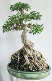Cây sanh quê lá nhỏ Bình Định ôm đá
