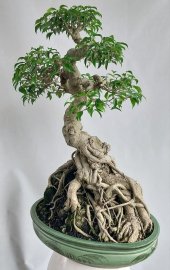 Cây sanh quê lá nhỏ Bình Định ôm đá