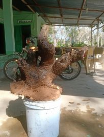 Phôi cẩm thị to gọn cây đế mỏng...đẹp cả 2 mặt