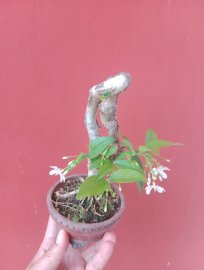 Mai chiếu thủy