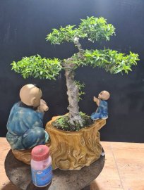 Tiểu cảnh mai chiếu thủy giao lưu