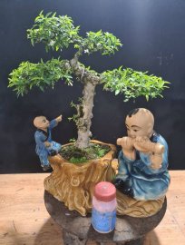 Tiểu cảnh mai chiếu thủy giao lưu