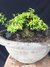 Mai chiếu thủy mini