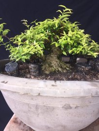 Mai chiếu thủy mini