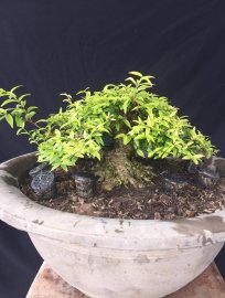 Mai chiếu thủy mini